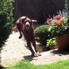 Joyful Irish Setter