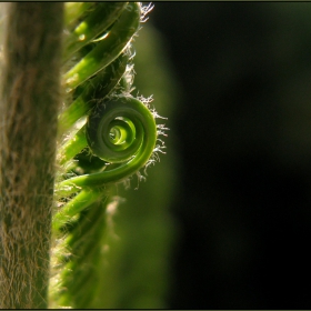 Cycas revoluta