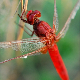 Bug in Red