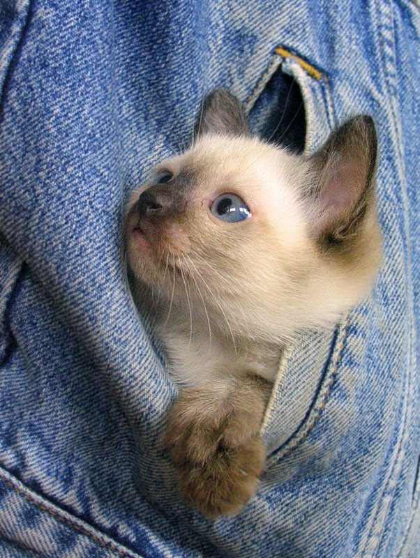 Любимото ми яке