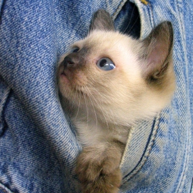 Любимото ми яке
