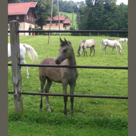 Менген,Германия