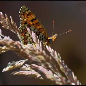 Melitaea