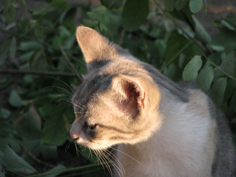 Тъжно коте