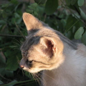 Тъжно коте
