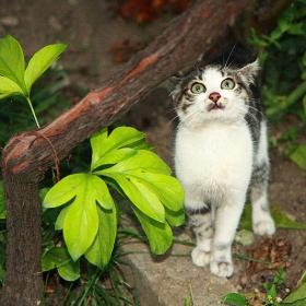 Котето, котето е най-важно... ;)