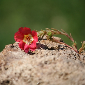 A Stone Colour