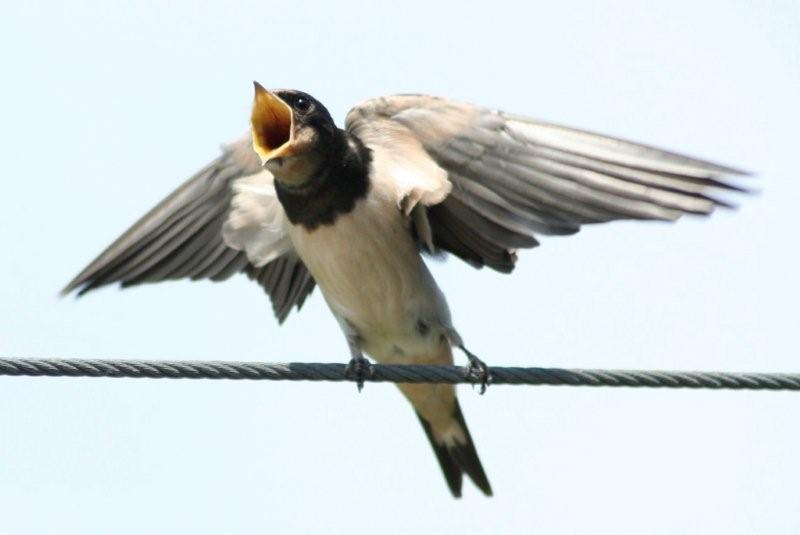 Swallow Bird