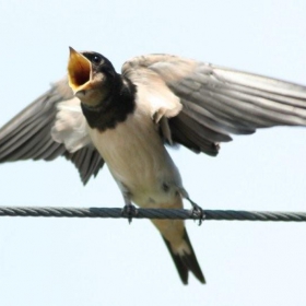 Swallow Bird