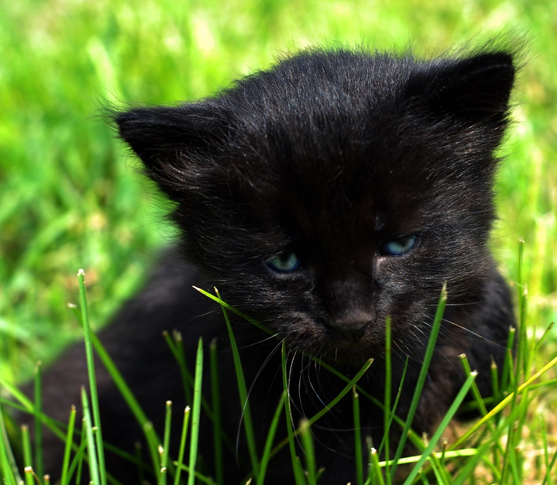 ninja