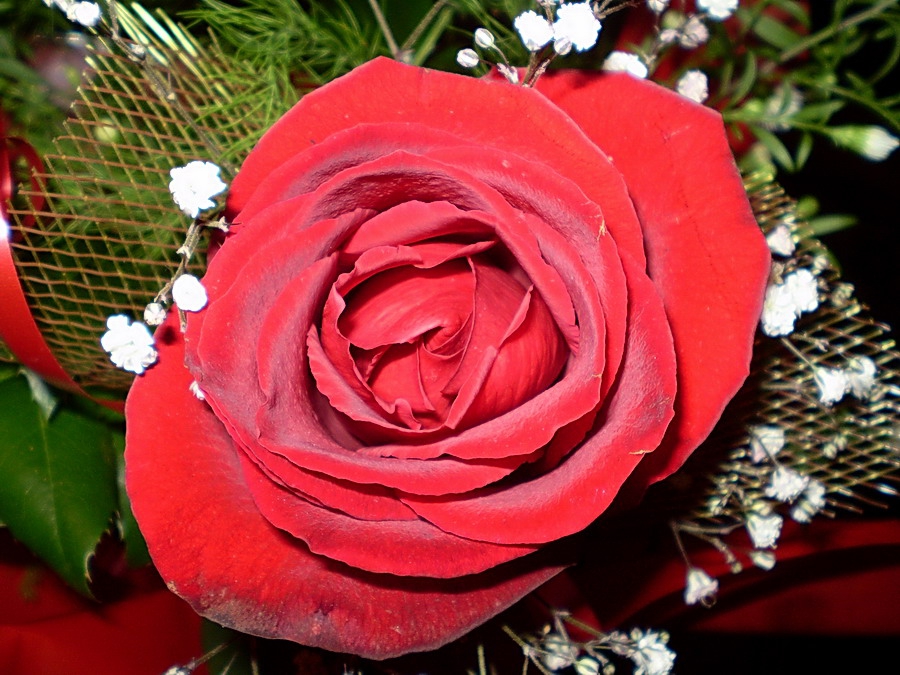 Red Rose