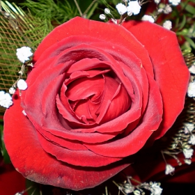 Red Rose