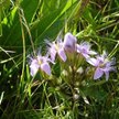 Gentianella Bulgarica