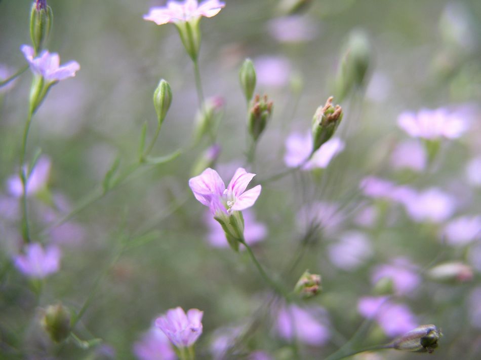 pygmy flowers