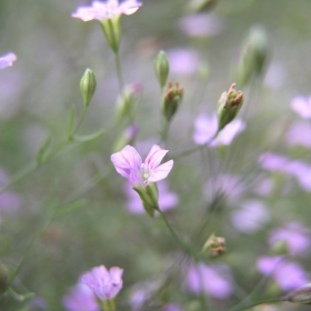 pygmy flowers