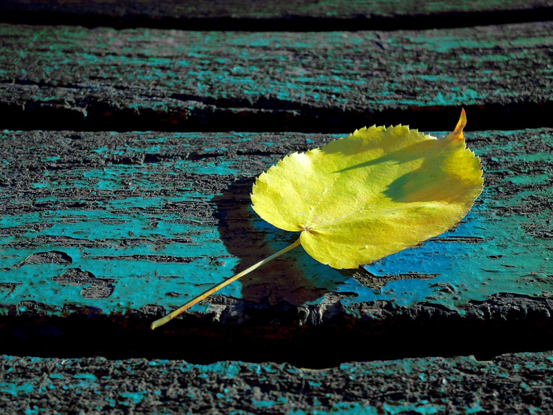 The fall is comming....../2/