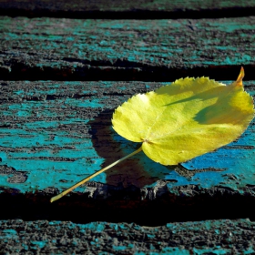 The fall is comming....../2/