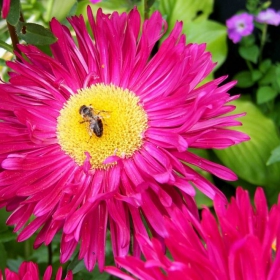 bee1