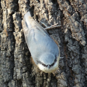 горска зидарка(sitta europaea)