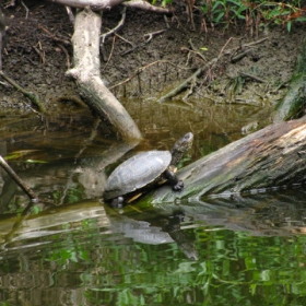 Ropotamo - kostenurka