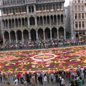 Flower carpet 2008 in Brussels