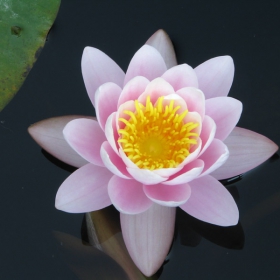 Water Lily