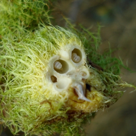 MANY-SIDED NATURE