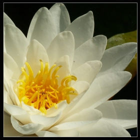 WATER-LILY