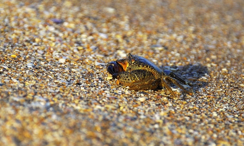 Crab
