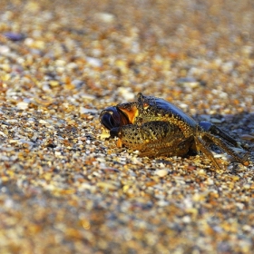 Crab