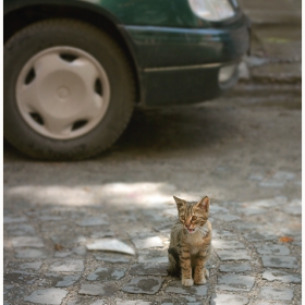 - Коте,път и автомобил -