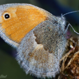 Maniola jurtina (Linnaeus, 1758)