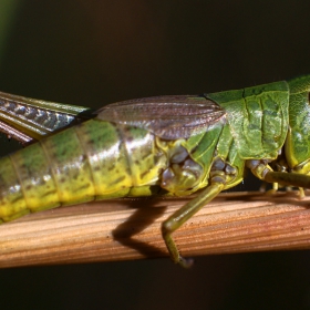 Dociostaurus maroccanus