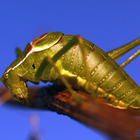 Tettigonia viridissima