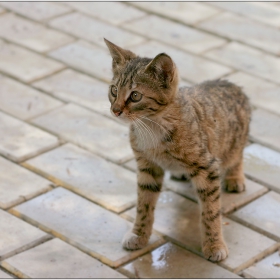 Пързалят ли се котките?