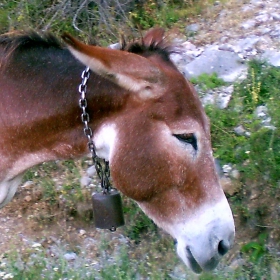 Donkey