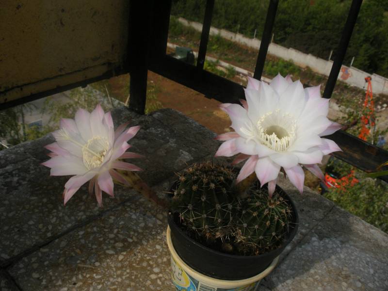 kaktus2