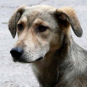 A grown-up puppy