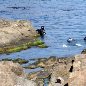 Уловът днес беше добър-каса паламуд и четирима водолази...