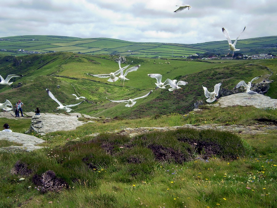 Gull attack