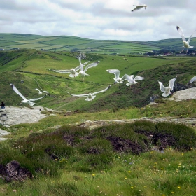 Gull attack