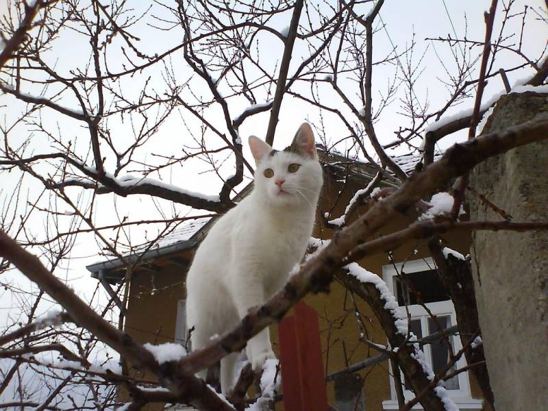 коте