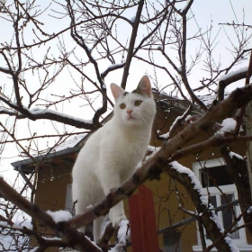 коте