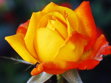 rose