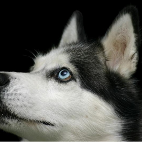 Huskey