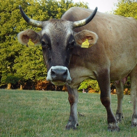 Just a cow...