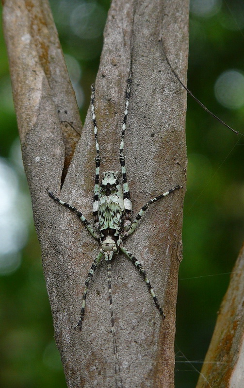 Botani4eska gradina Brazil