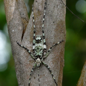 Botani4eska gradina Brazil