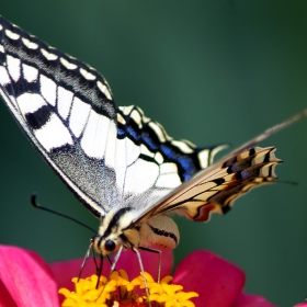 Papilio machaon britannicus