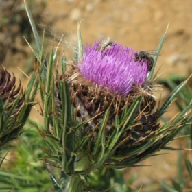 Bees on lunch